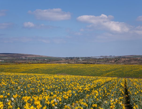 Enjoy stunning countryside in South West Cornwall