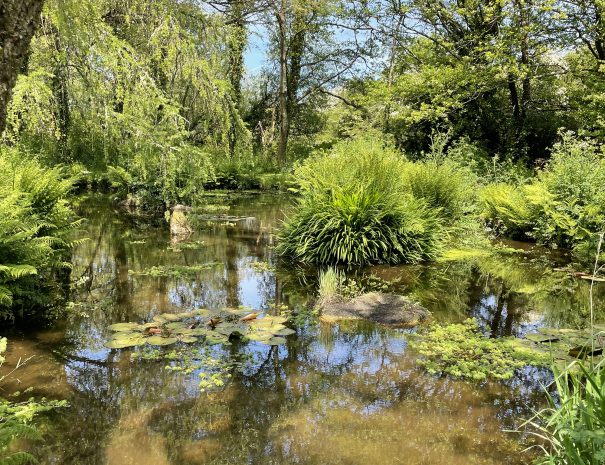 Pond teaming with life