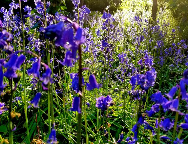 Bluebells in the spring sunshine amongst the tress