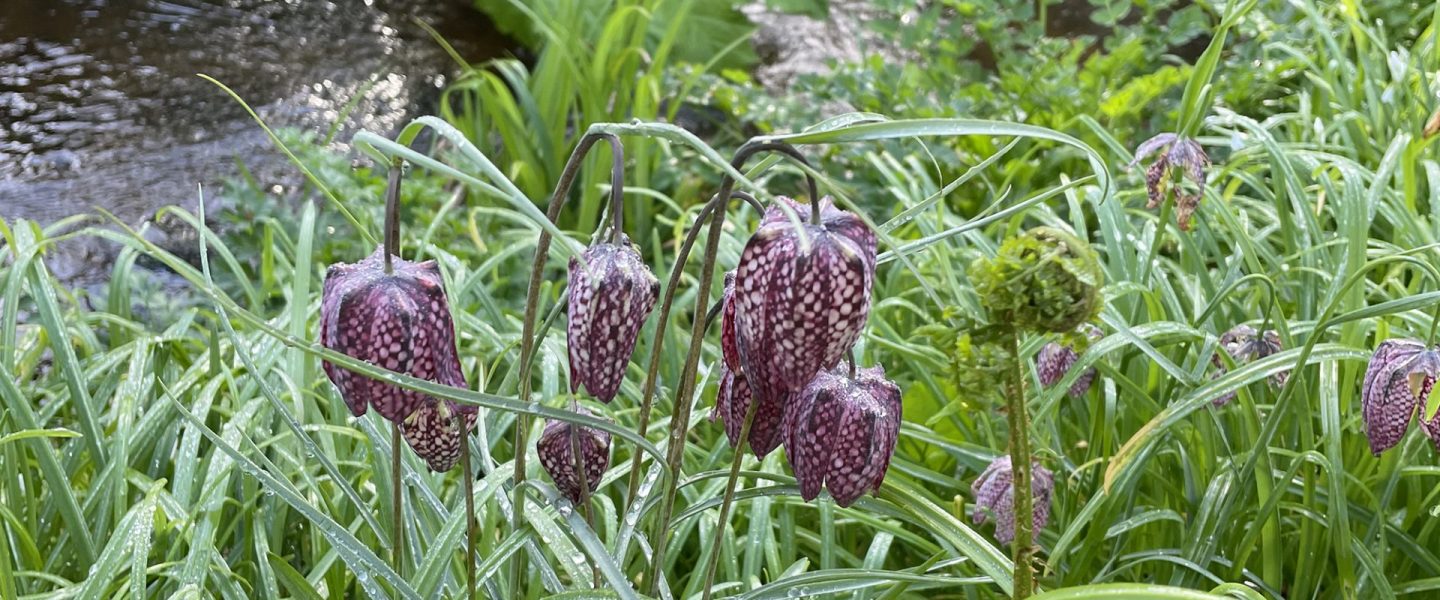 Beautiful purple flowers by the gurgling stream