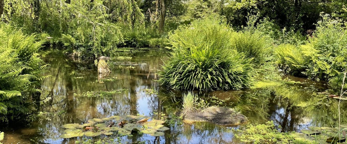 Pond teaming with life